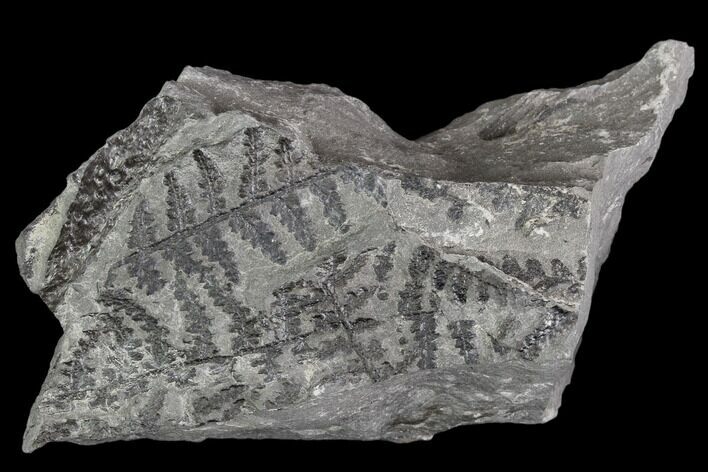 Pennsylvanian Fossil Fern (Lyginopteris) - Alabama #112763